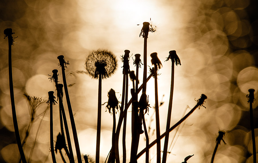 Past and future dandelion soldiers