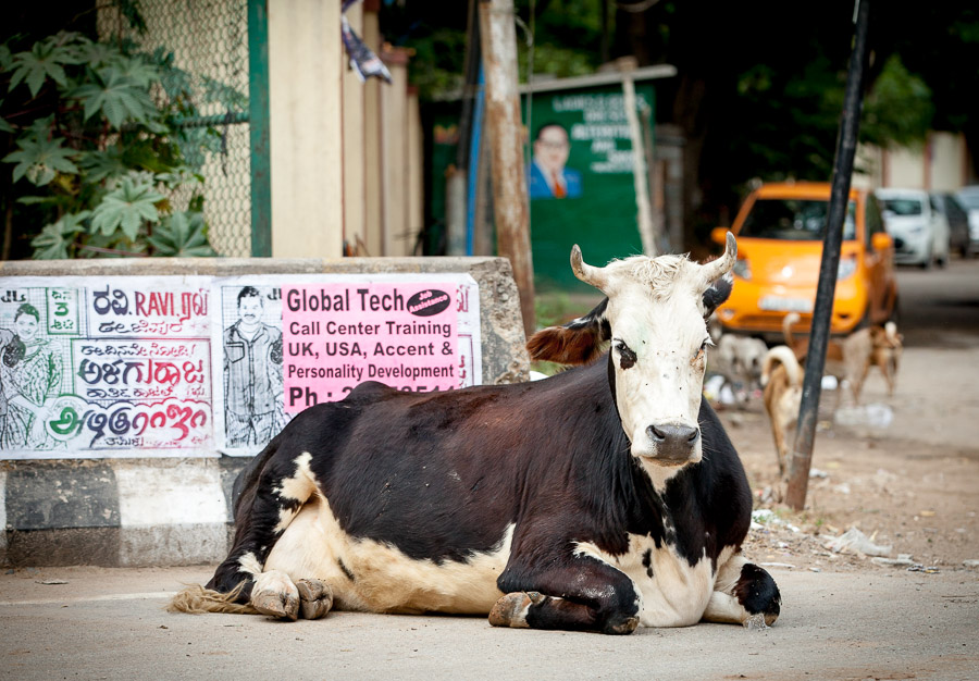 Global Tech Cow