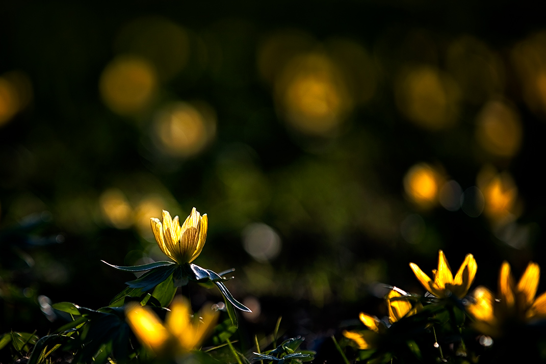 Spring Light