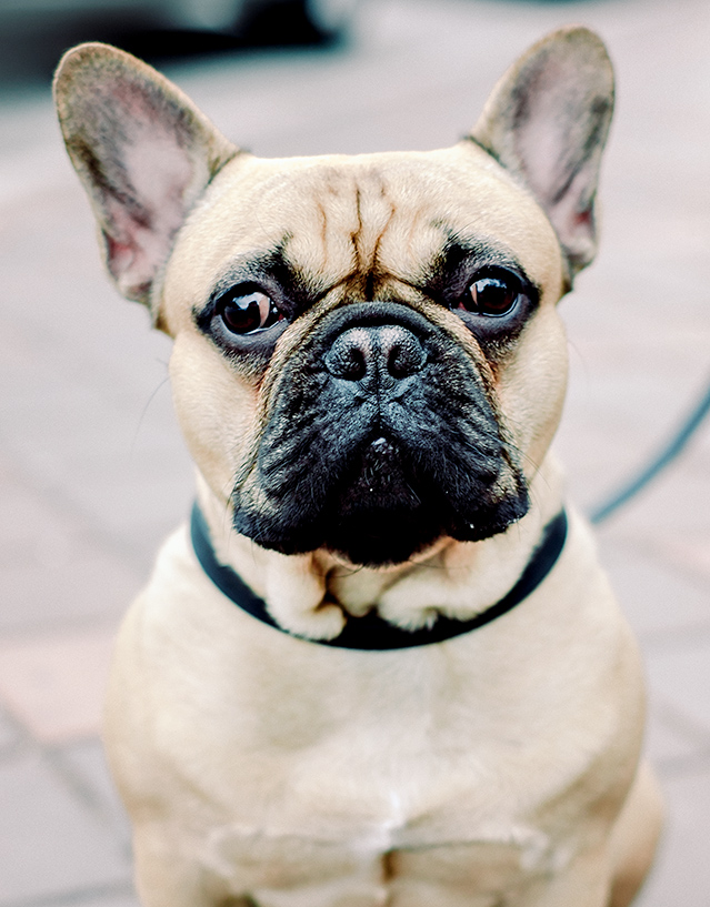 Spike, the neighbor pup