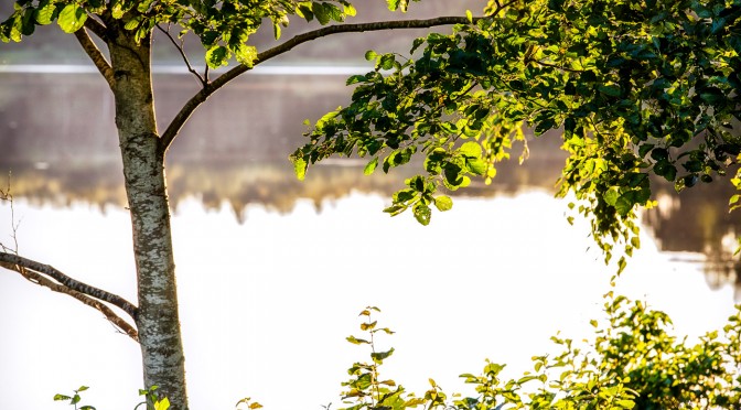 Tree at the edge of the lake