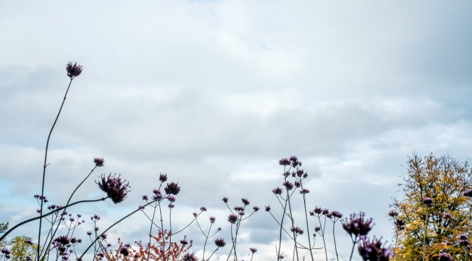 Last of the late summer flowers