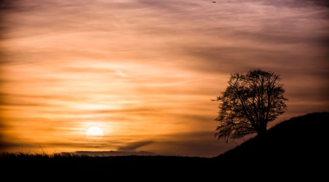 Tree, sunset, and a plane