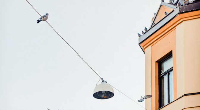 Pigeons & streetlight