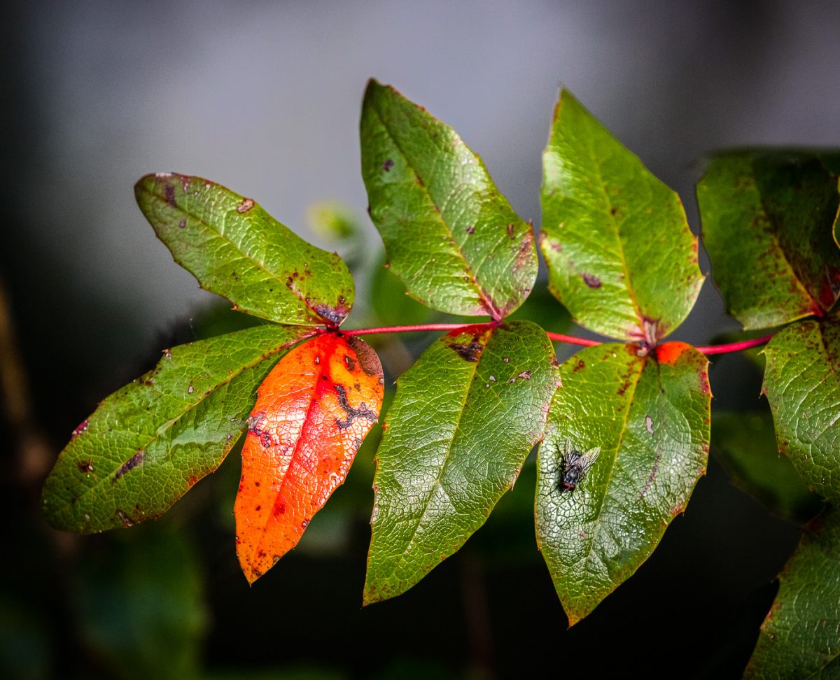 More rainy fall