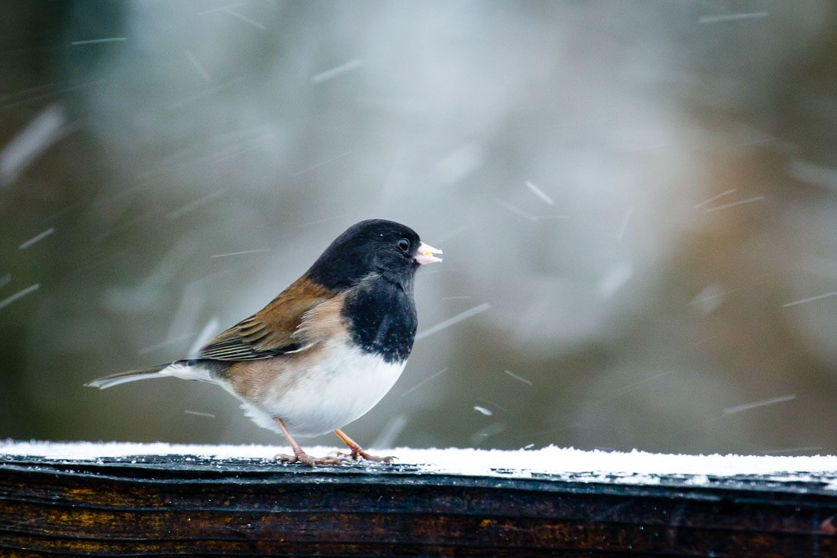 Birds out the window