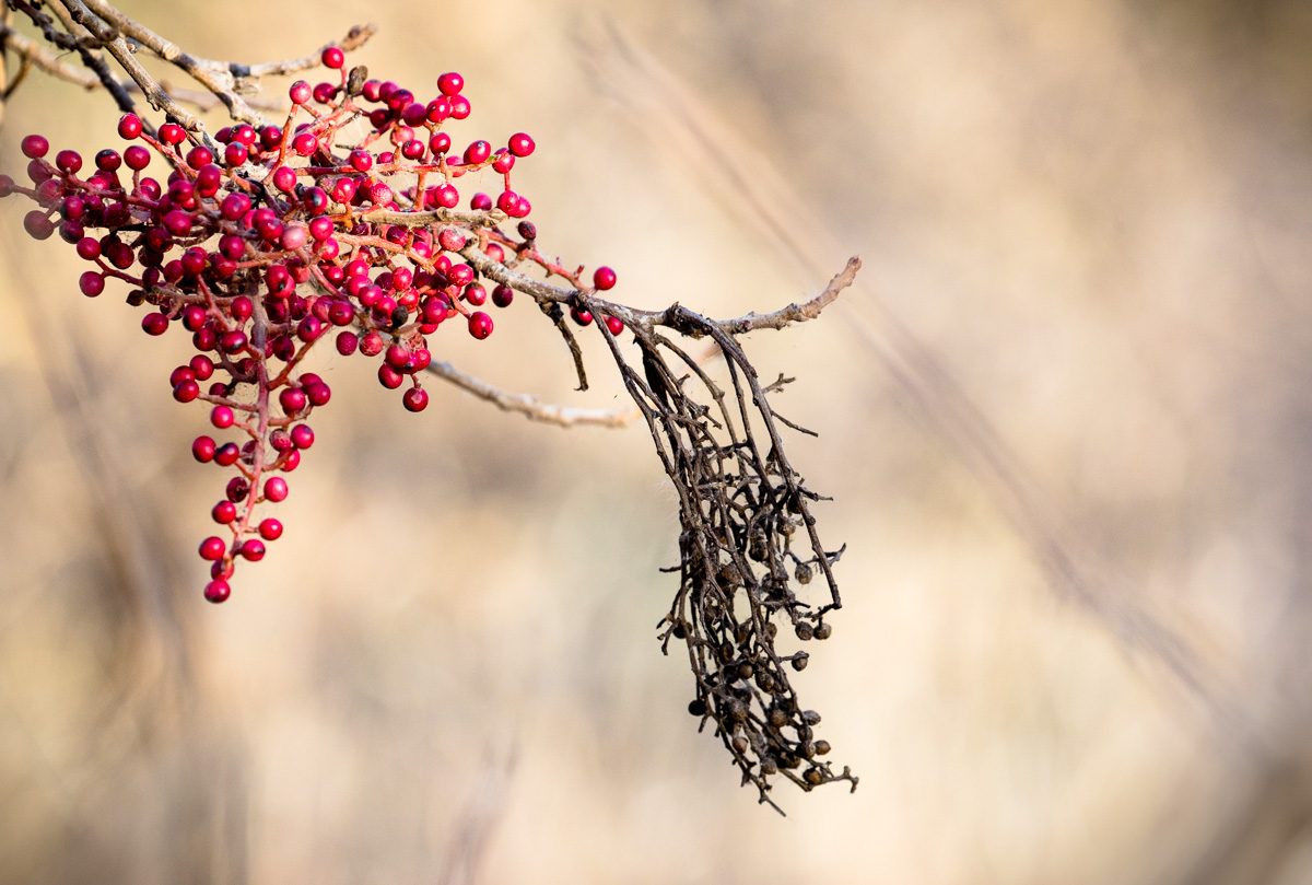 Nature in West Texas