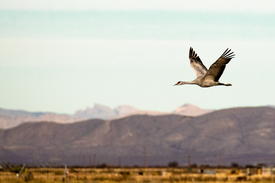 My Bird Post – Whitewater Draw, Arizona