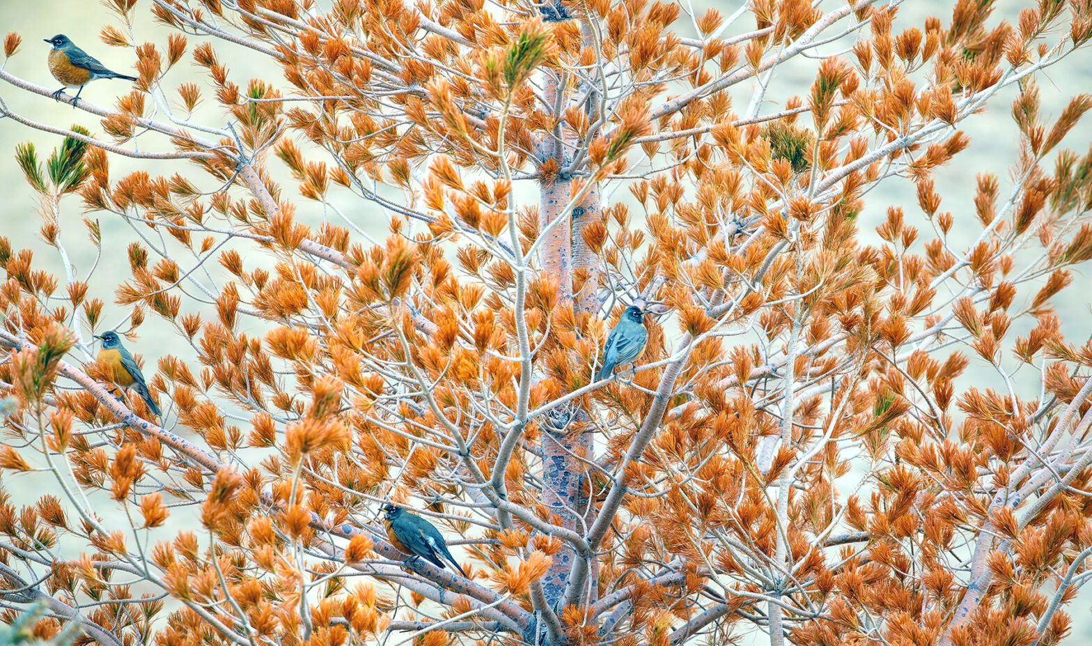 Four robins and a dying blue spruce