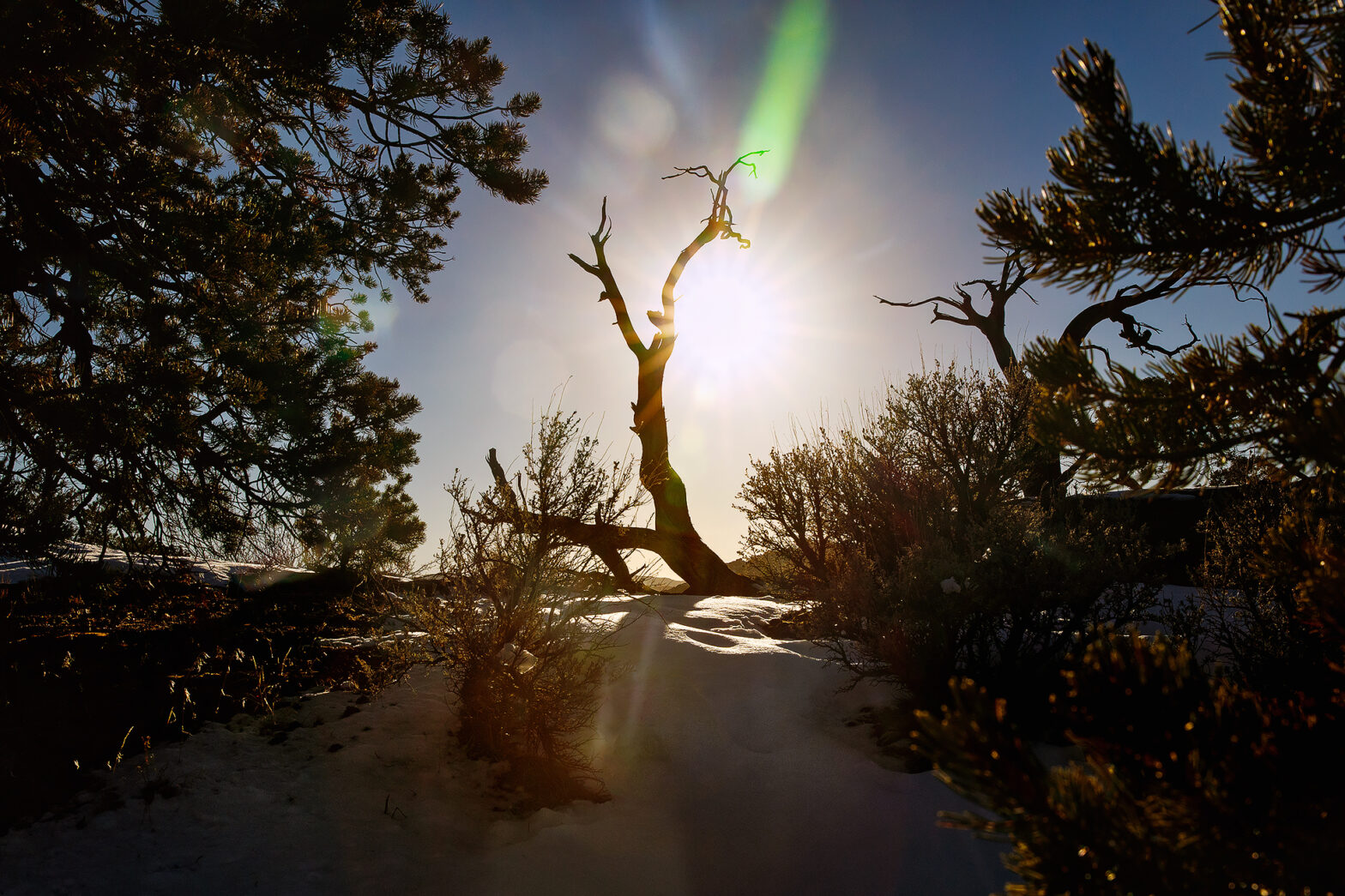 Dead tree with lens flare