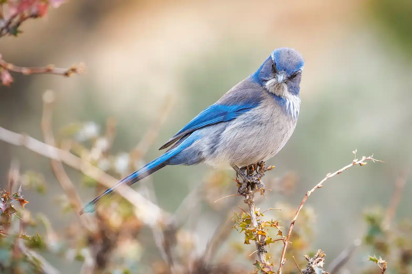 Scrub Jay