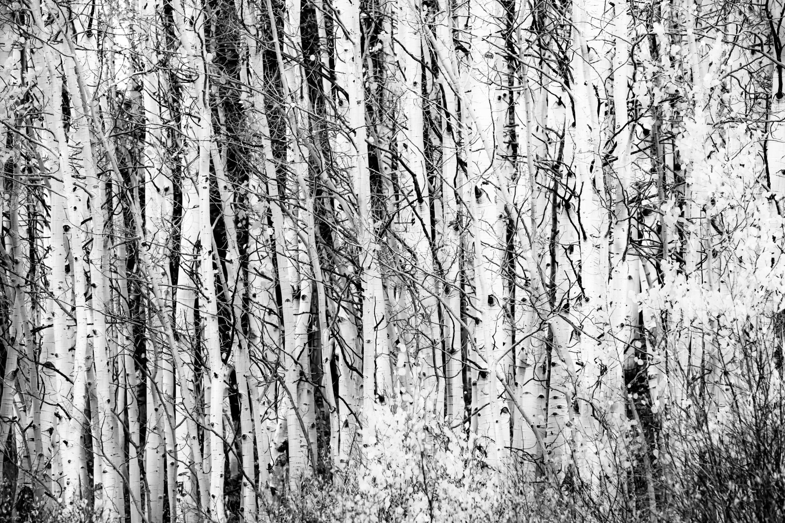 Random Little Gallery