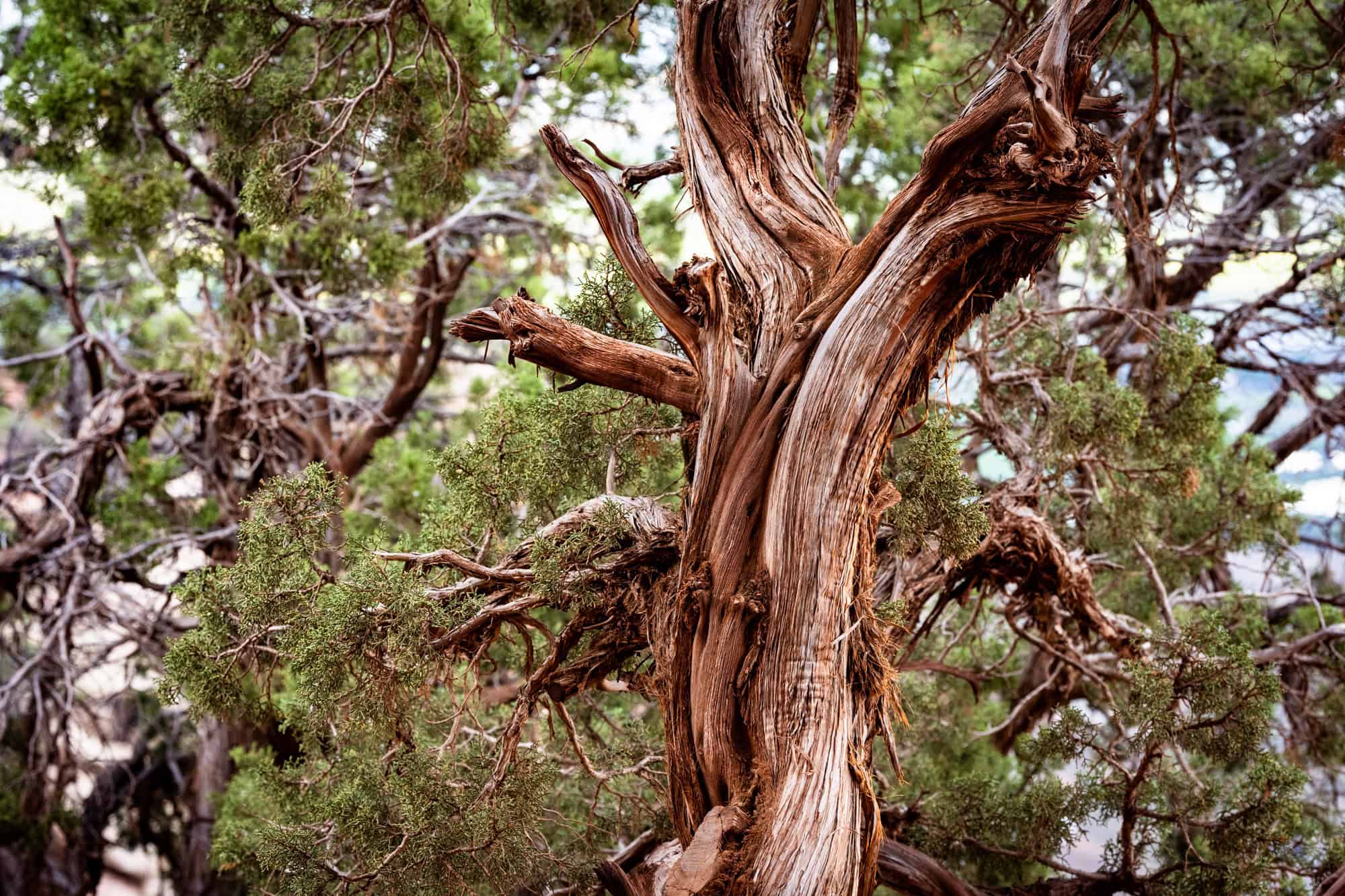 Utah Juniper