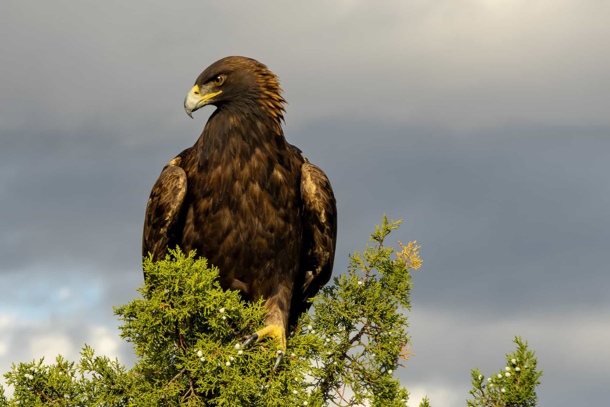 Golden Eagle