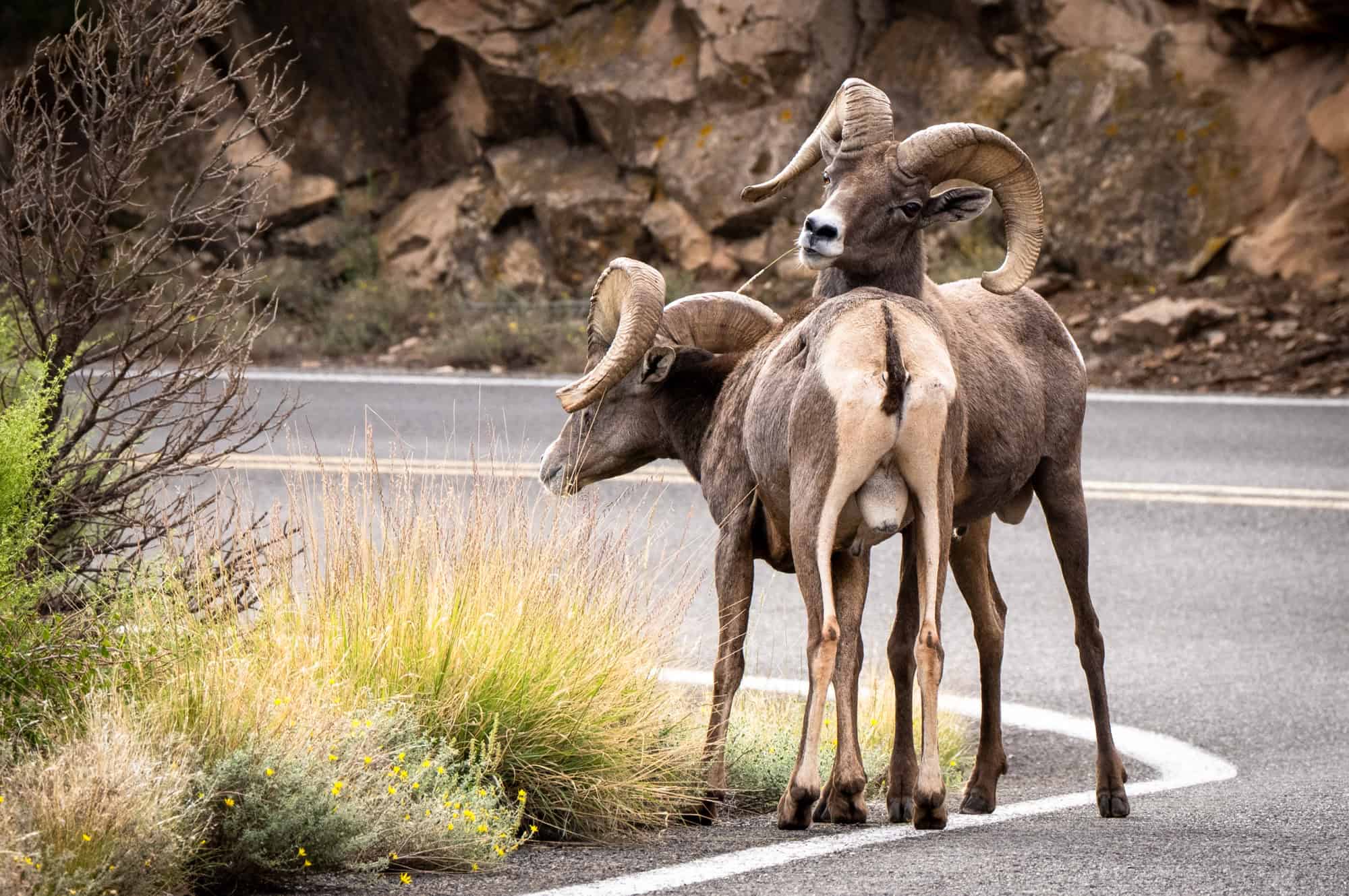 Bighorn Sheep