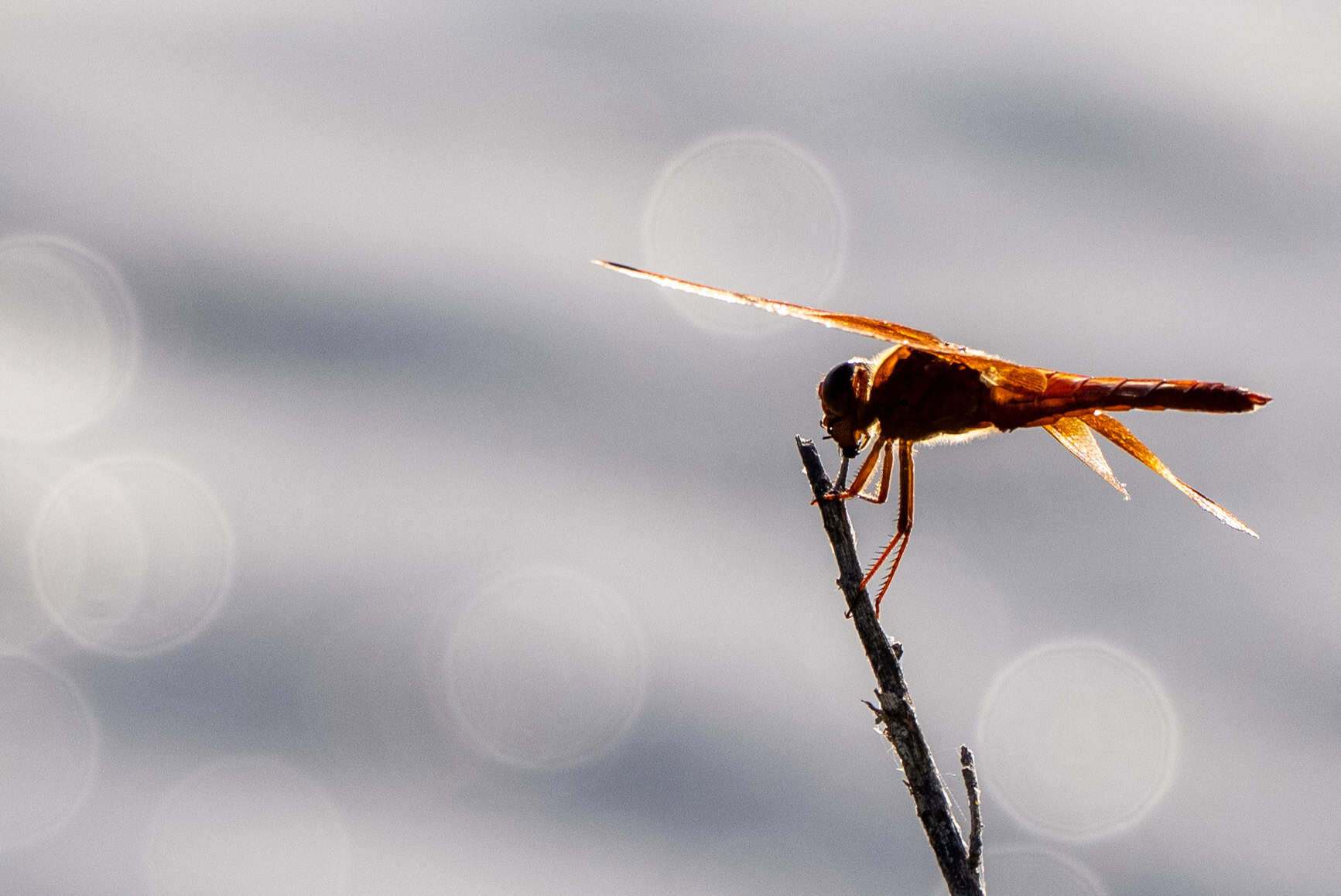 Flame Skimmer Dragonfly