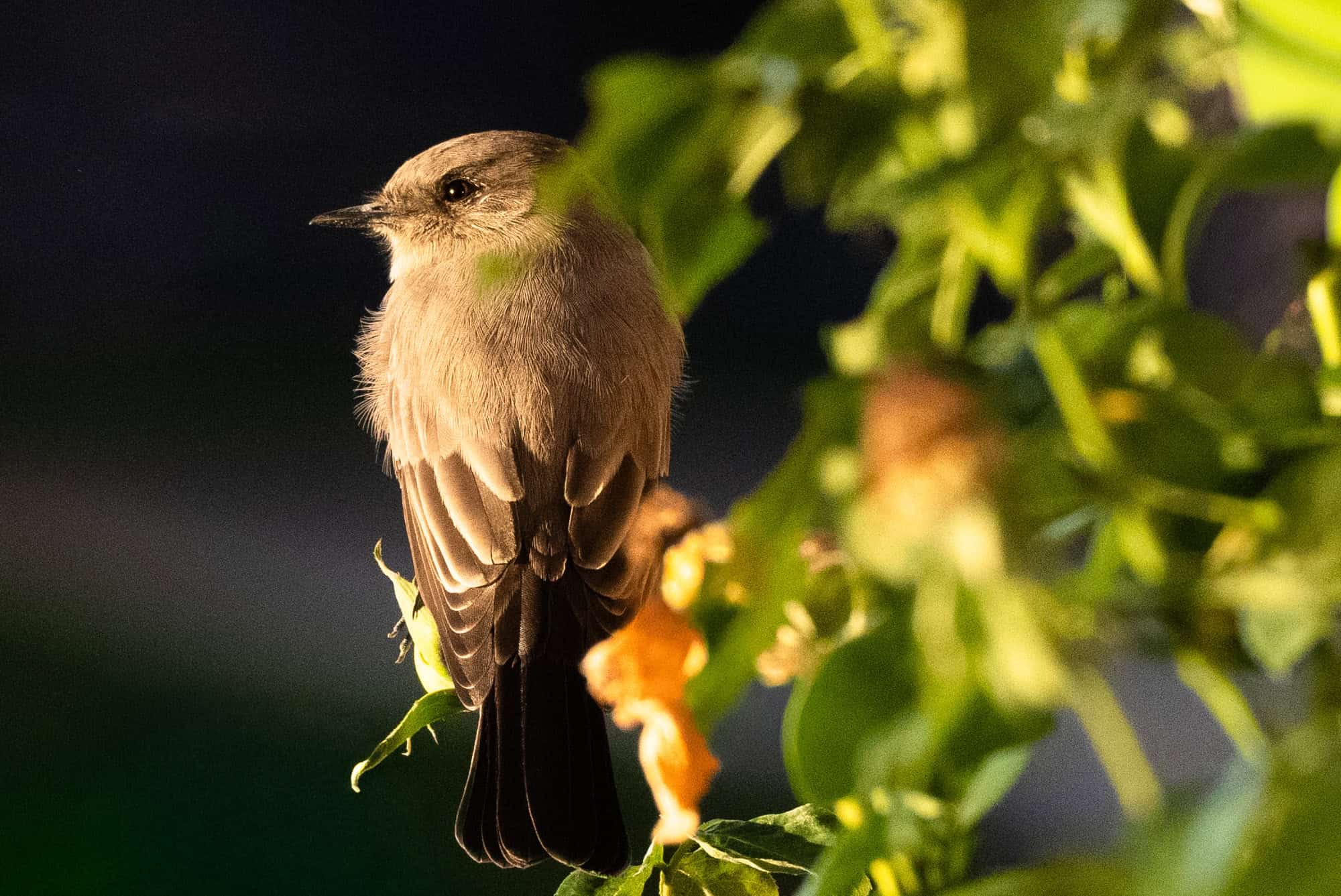 Say's Phoebe