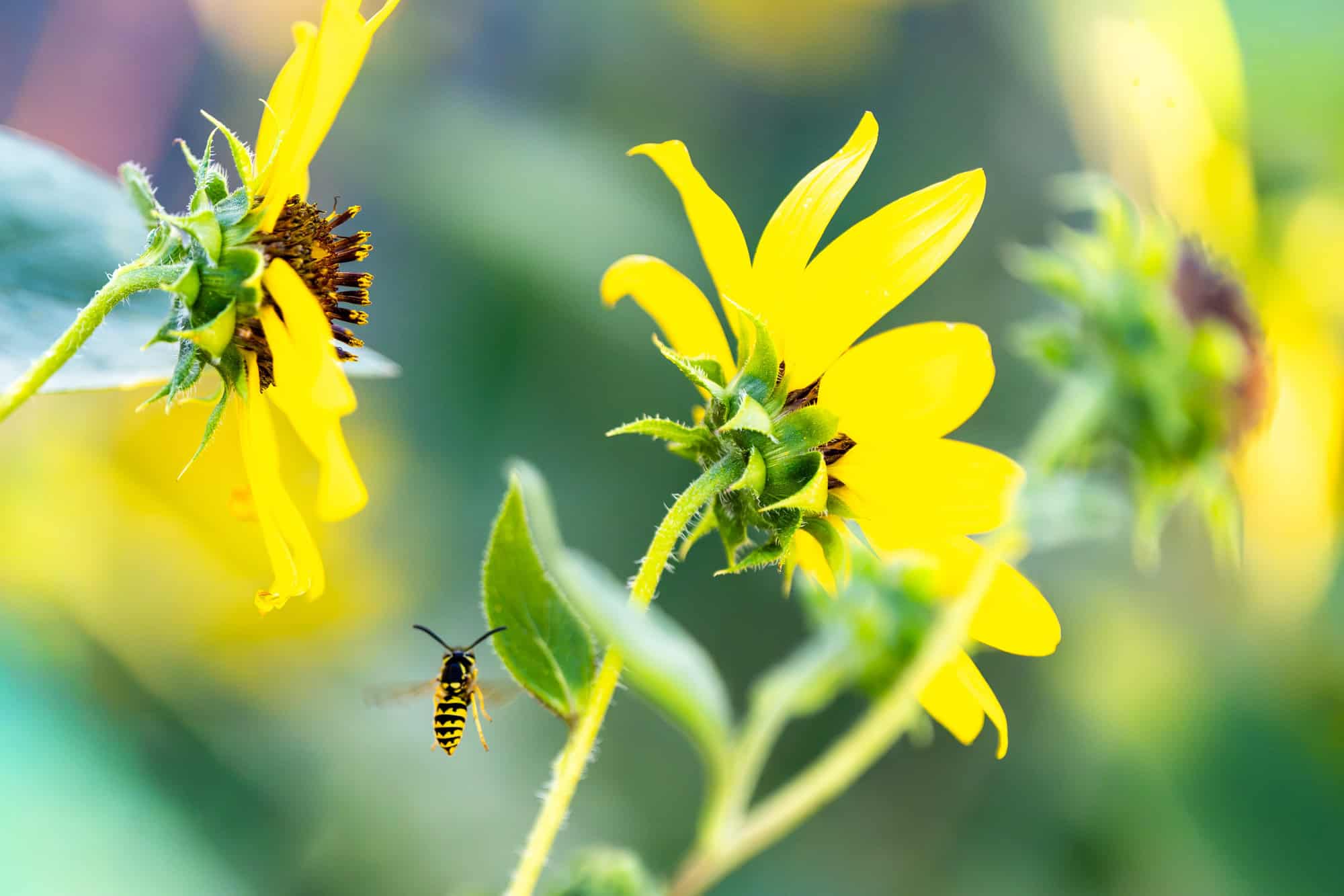 Yellowjacket and wild sunflower
